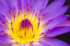 purple lotus